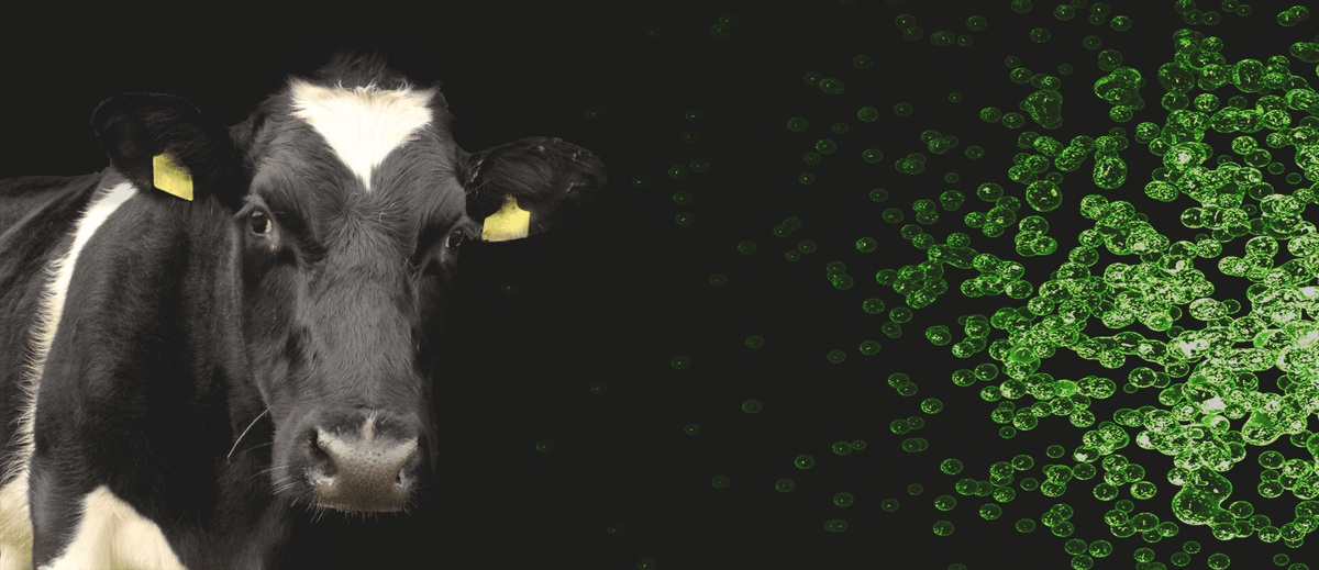 Harnessing the Power of Probiotics in Livestock – Healthy Cow
